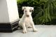 Bull Terrier Puppies for sale in 10001 US-4, Whitehall, NY 12887, USA. price: NA
