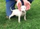 Bull Terrier Puppies for sale in Abbeville, SC 29620, USA. price: $500