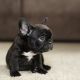 Bull Terrier Puppies for sale in 517 Burbank Blvd, Burbank, CA 91504, USA. price: NA