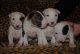 Bull Terrier Puppies for sale in Albany St, Huntington Park, CA 90255, USA. price: NA