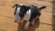 Bull Terrier Puppies for sale in Albuquerque, NM 87101, USA. price: NA