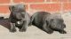 Bull Terrier Puppies for sale in Virginia Beach, VA, USA. price: NA