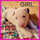 Bull Terrier Puppies for sale in Las Vegas, NV 89108, USA. price: $1,300