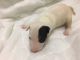 Bull Terrier Puppies for sale in Pleasant View, TN, USA. price: $1,500
