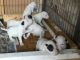 Bull Terrier Puppies for sale in Chicago, IL, USA. price: NA