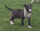 Bull Terrier Puppies for sale in Pleasant View, TN, USA. price: $1,200