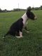 Bull Terrier Puppies for sale in Pleasant View, TN, USA. price: NA