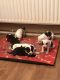 Bull Terrier Puppies for sale in Texas St, Fairfield, CA 94533, USA. price: $400
