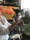 Bull Terrier Puppies for sale in Louisville, KY, USA. price: NA