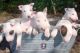 Bull Terrier Puppies for sale in Indianapolis Blvd, Hammond, IN, USA. price: NA