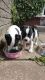 Bull Terrier Puppies for sale in Texas St, Fairfield, CA 94533, USA. price: $400