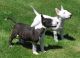 Bull Terrier Puppies for sale in Tempe, AZ, USA. price: NA