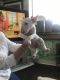 Bull Terrier Puppies for sale in NJ-3, Clifton, NJ, USA. price: $600