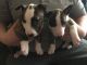Bull Terrier Puppies for sale in Califa St, Los Angeles, CA 91601, USA. price: NA