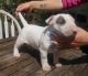 Bull Terrier Puppies for sale in Clifton, NJ 07014, USA. price: $600