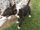 Bull Terrier Puppies for sale in Pleasant View, TN, USA. price: $1,000
