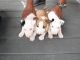 Bull Terrier Puppies