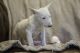 Bull Terrier Puppies for sale in Austin, TX, USA. price: $500