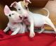 Bull Terrier Puppies for sale in Lewes, DE 19958, USA. price: $500
