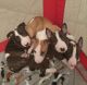 Bull Terrier Puppies for sale in Fort Lauderdale, FL, USA. price: NA