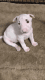 Bull Terrier Puppies for sale in Phoenix, AZ, USA. price: $700