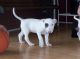 Bull Terrier Puppies for sale in San Diego, CA, USA. price: NA