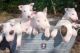 Bull Terrier Puppies for sale in New York, IA 50238, USA. price: $400