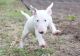 Bull Terrier Puppies for sale in Tulsa, OK, USA. price: NA