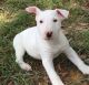 Bull Terrier Puppies for sale in Seattle, WA, USA. price: $500