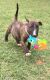 Bull Terrier Puppies for sale in Junction City, KY, USA. price: NA