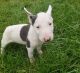 Bull Terrier Puppies for sale in Jacksonville, FL, USA. price: $500