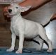 Bull Terrier Puppies for sale in Garland City, AR, USA. price: NA