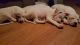 Bull Terrier Puppies for sale in Loveland, CO, USA. price: NA