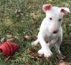 Bull Terrier Puppies for sale in Haleiwa, HI 96712, USA. price: NA