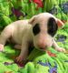 Bull Terrier Puppies for sale in Memphis, TN, USA. price: NA