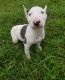 Bull Terrier Puppies for sale in Macomb, MI 48042, USA. price: NA