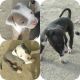 Bull Terrier Puppies for sale in Lancaster, CA, USA. price: NA