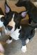 Bull Terrier Puppies for sale in Columbus, OH 43204, USA. price: NA