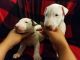 Bull Terrier Puppies for sale in Toledo, OH, USA. price: NA