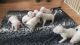 Bull Terrier Puppies for sale in Toronto, ON, Canada. price: NA