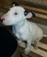 Bull Terrier Puppies for sale in Michigan City, IN 46360, USA. price: $1,100