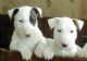 Bull Terrier Puppies for sale in San Francisco, CA, USA. price: NA