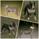 Bull Terrier Puppies for sale in Selma, NC, USA. price: NA