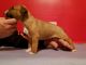 Bull Terrier Puppies for sale in Cincinnati, OH, USA. price: NA