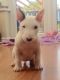 Bull Terrier Puppies for sale in Lewes, DE 19958, USA. price: NA