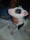 Bull Terrier Puppies for sale in Los Angeles, CA 90003, USA. price: NA