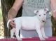 Bull Terrier Puppies for sale in Dallas, TX, USA. price: NA