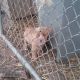 Bull Terrier Puppies for sale in Waynesboro, GA 30830, USA. price: NA