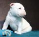 Bull Terrier Puppies for sale in Alaska St, Staten Island, NY 10310, USA. price: NA