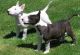 Bull Terrier Puppies for sale in Austin, TX, USA. price: $400